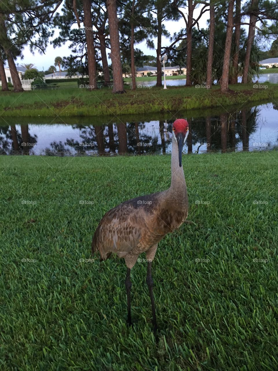 Sandhill Crane