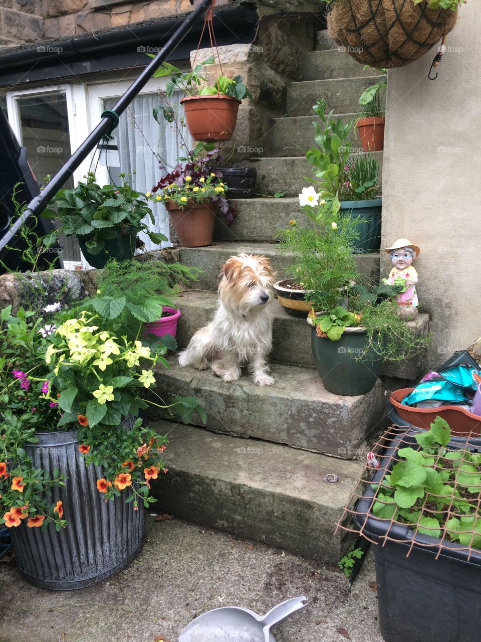 Dog sitting on outdoor stone steps surrounded by plants and flowers
