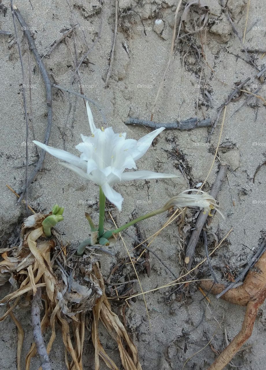 white flower in the sand