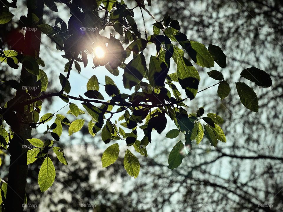 Big tree with many green leaves close up, while the sunlight shines through the leaves, forming patterns over themselves.