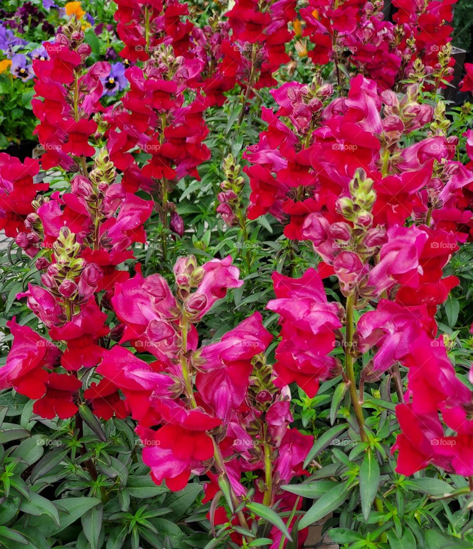 Red Snapdragons in Bloom
