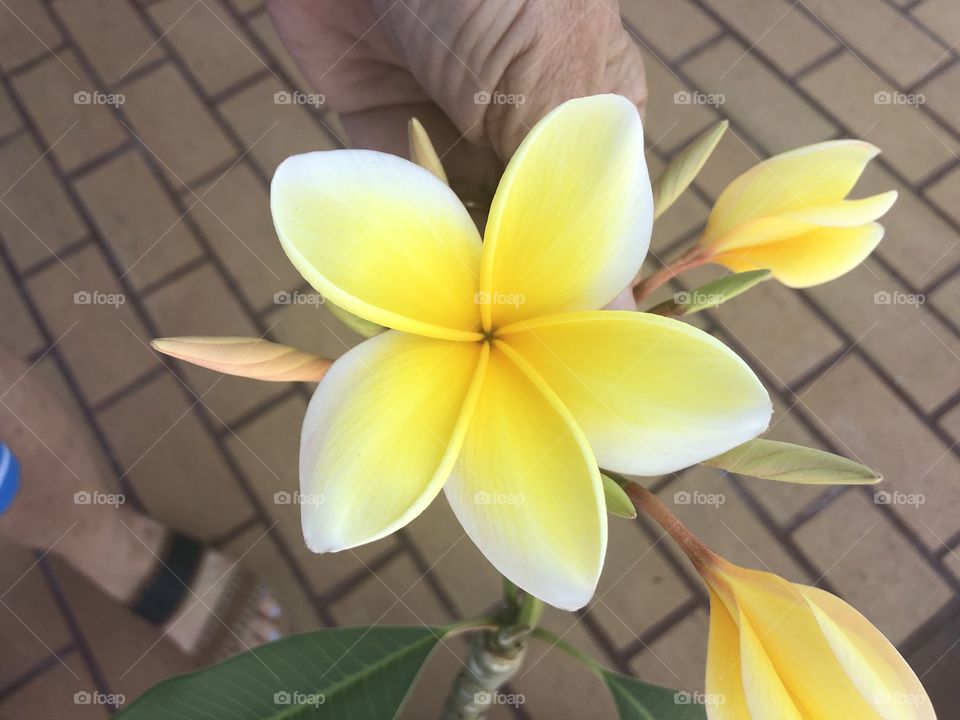 Yellow plumerias 