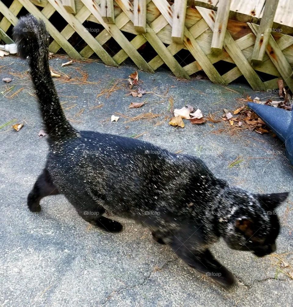 Black cat covered in sawdust lol