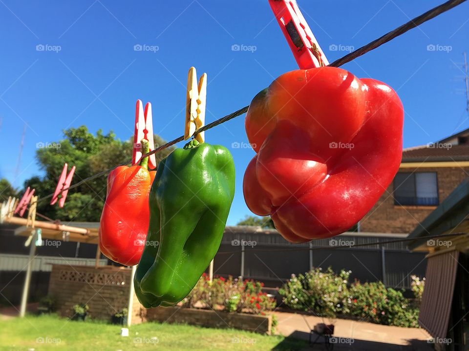Green and red sweet bell peppers capsicums hanging on a clothesline just because...