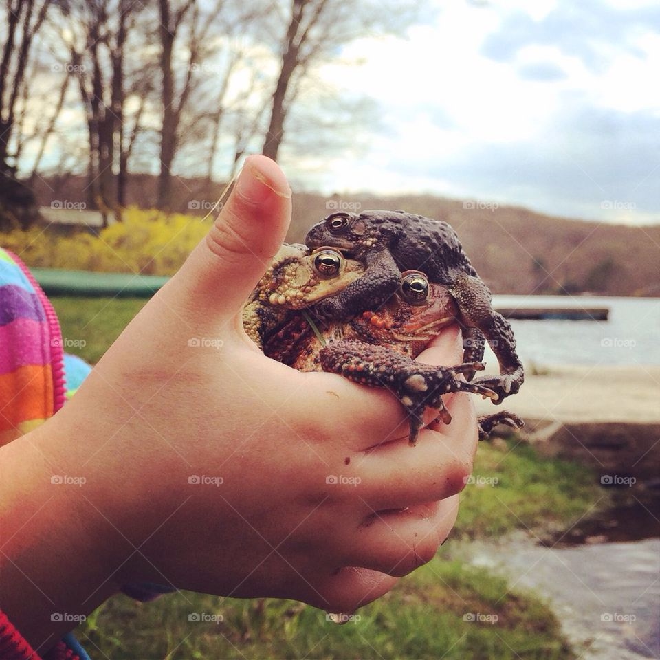 Close-up of a person holding frogs