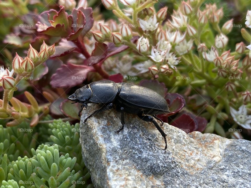 Beetle 