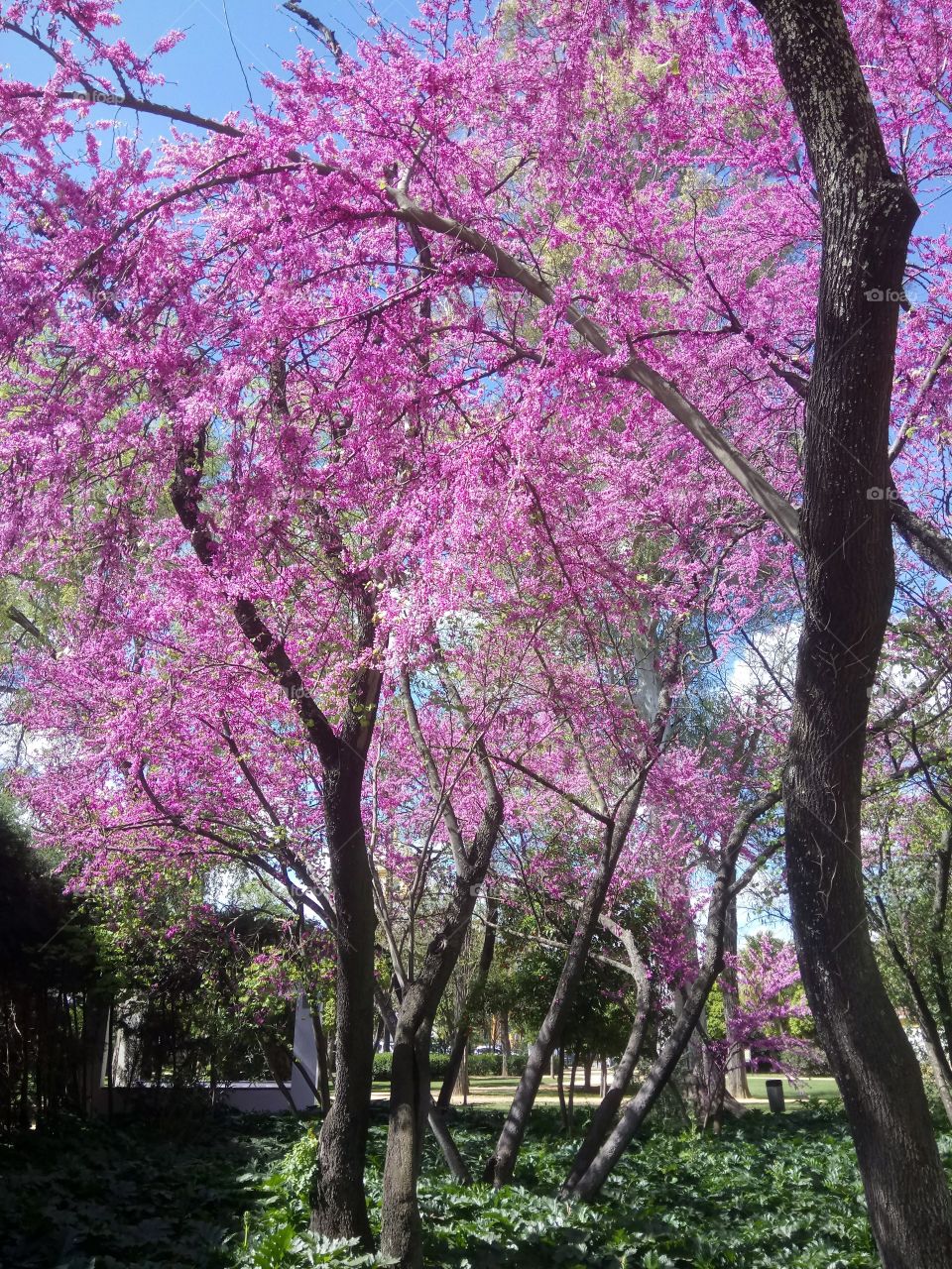 Pink blossoms 