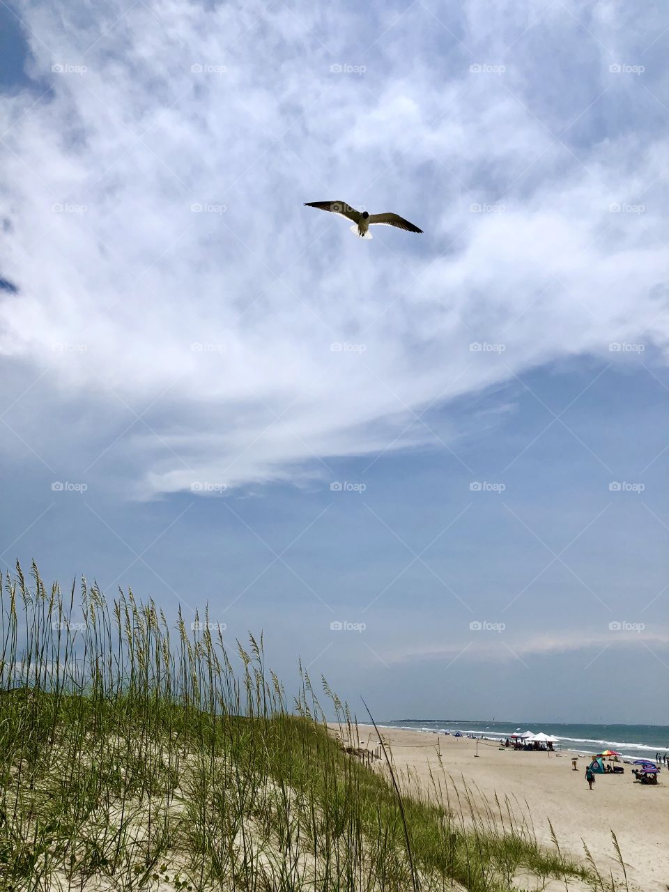 Seagull flying over beach