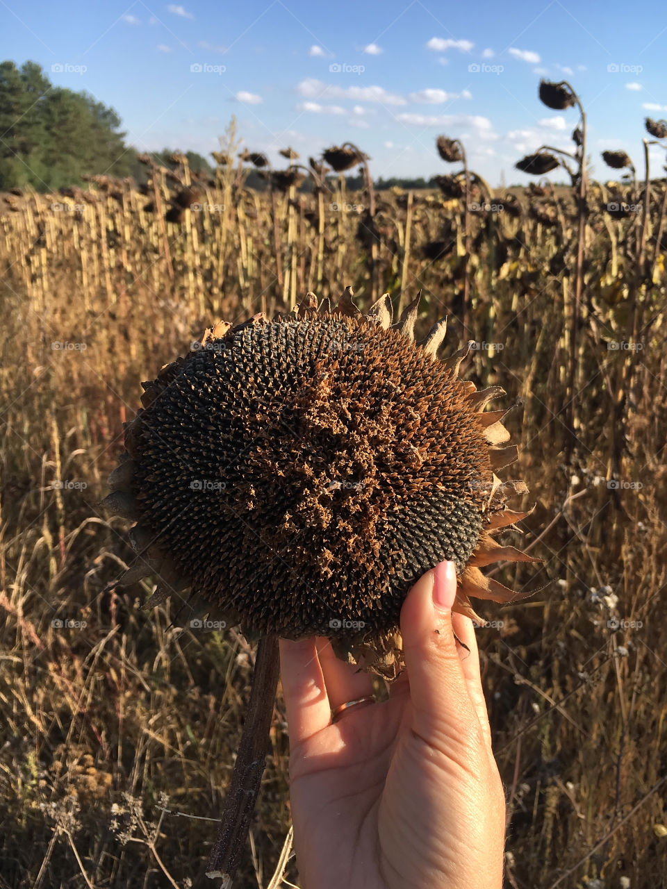 Beautiful sunflower 