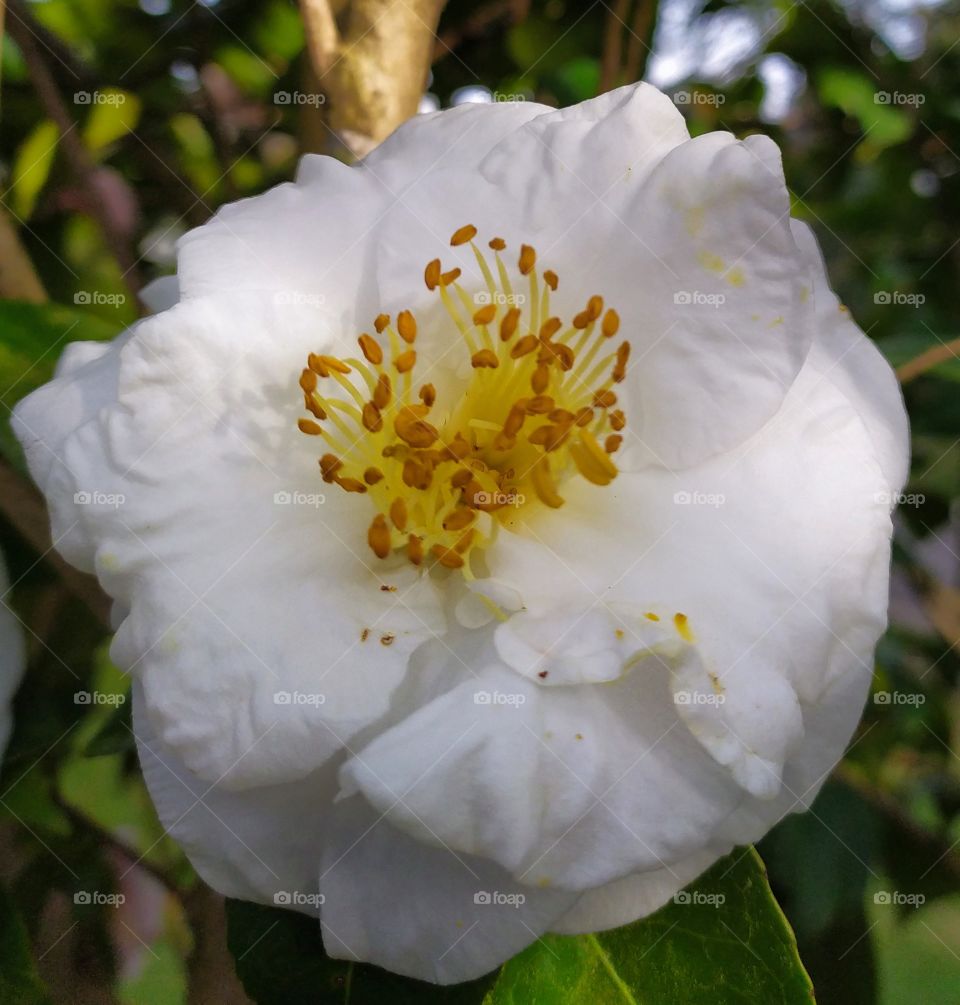 A lovely white flower called camelia