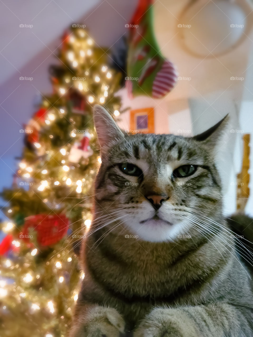 Annoyed tabby cat " Really, I'm not going to climb the Christmas tree again! Jeez!"