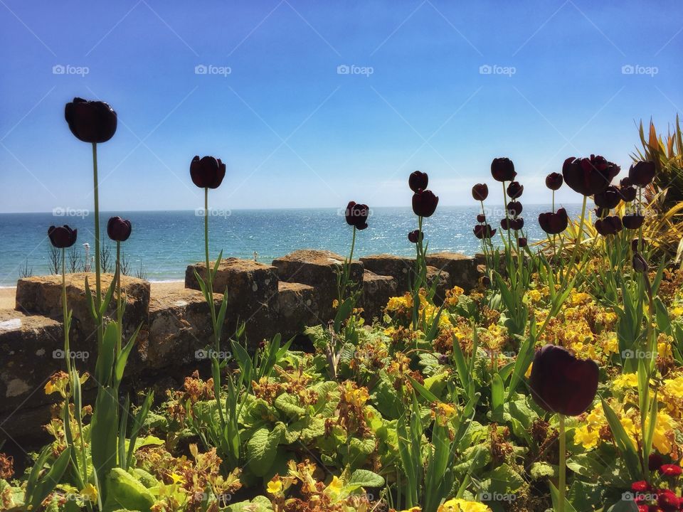 A Flowerbed Of Tulips