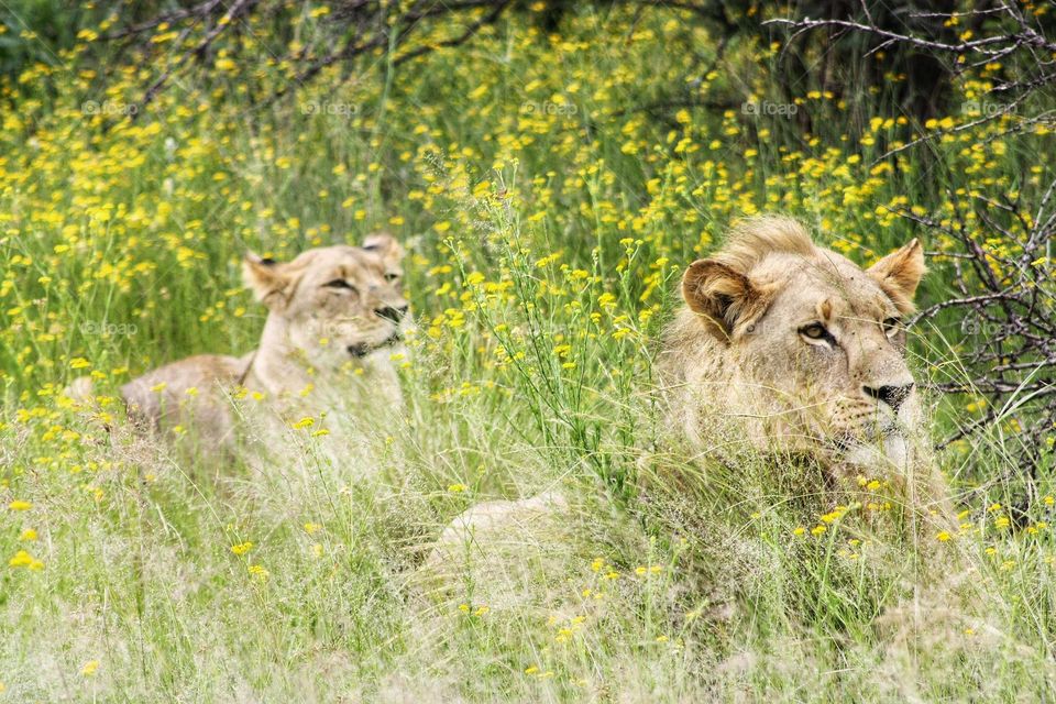 young male lion spotting prey in the distance, female lioness hanging back.