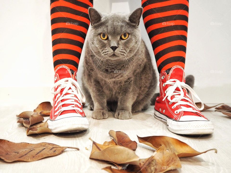Black and red striped tights and red sneakers. Grey British shorthair cat in the middle of the legs