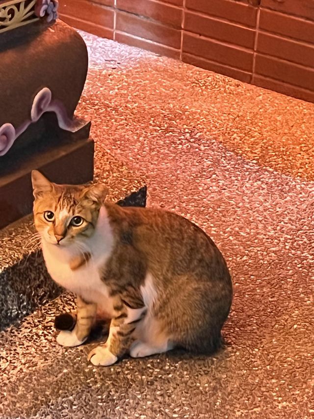 Cute cat
