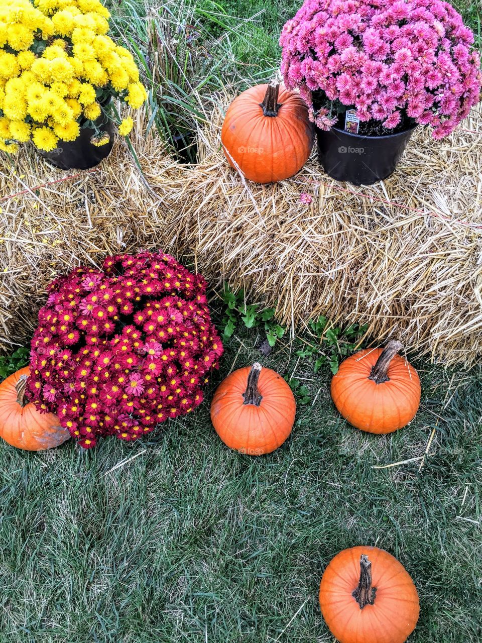 Pumpkin patch 