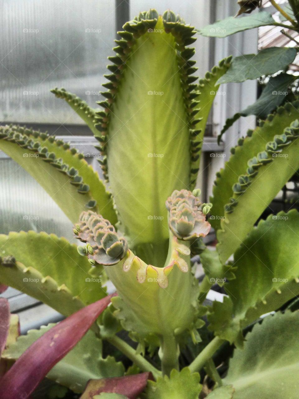 Succulent mother of millions