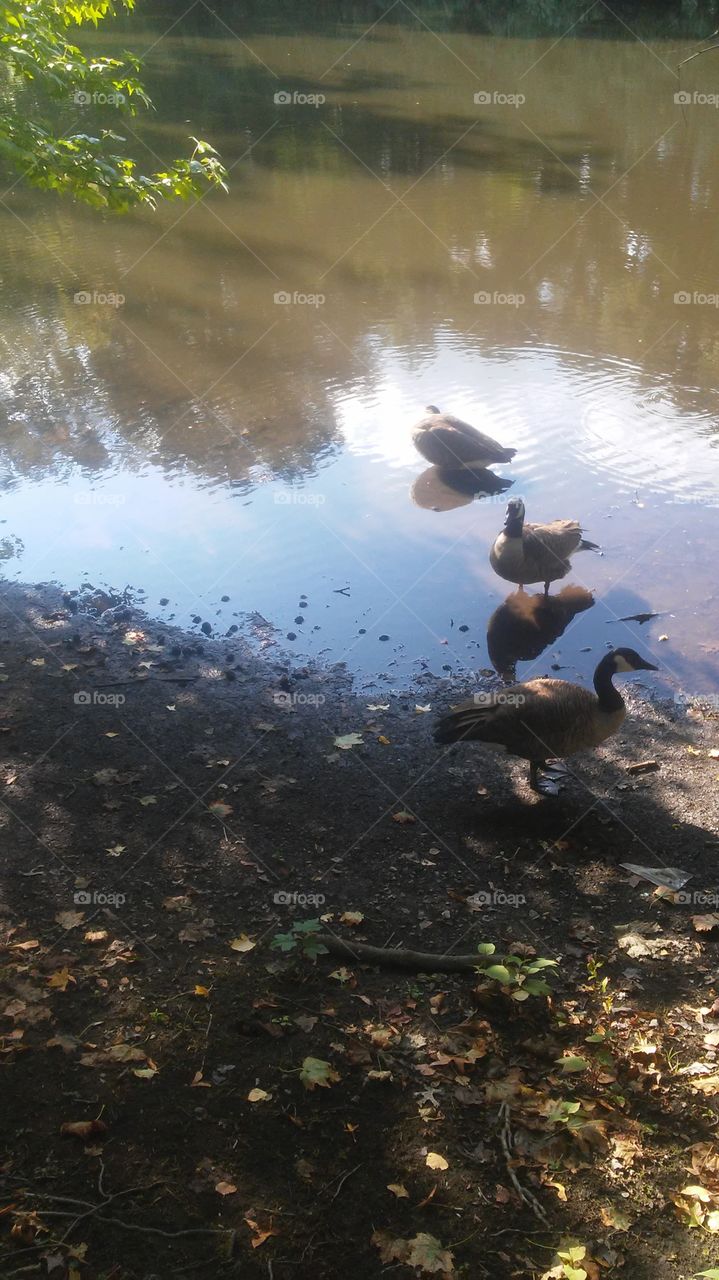 Water, No Person, Bird, River, Nature