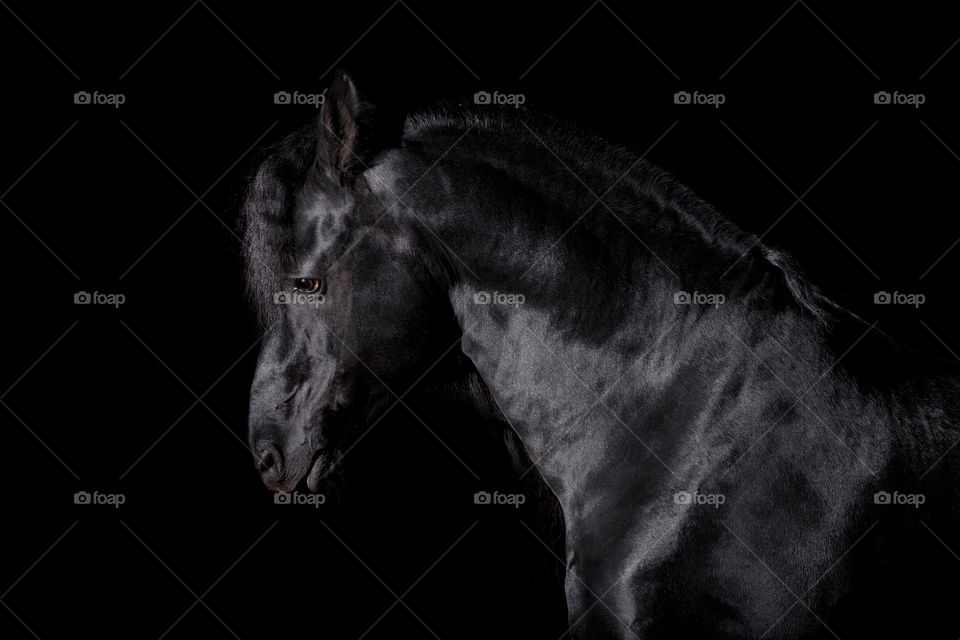 Friesian horse studio portrait on black