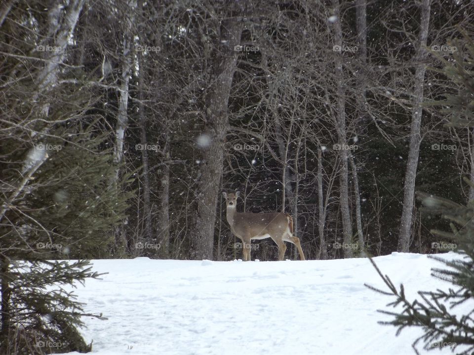 deer in a winter forest