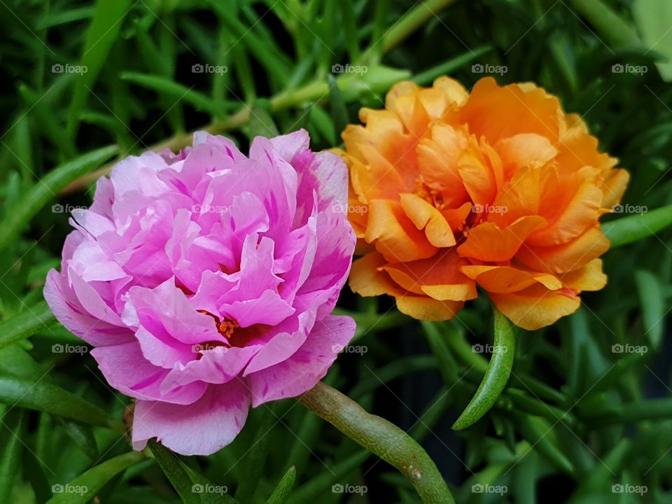 the Portulaca Grandiflora