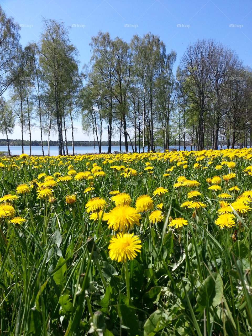 Dandelion field
