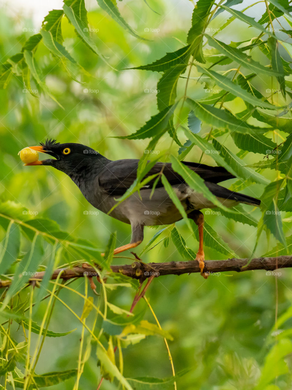 Myna