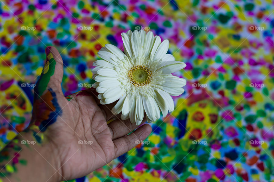 Beautiful white flower isolated on mixed colored background.