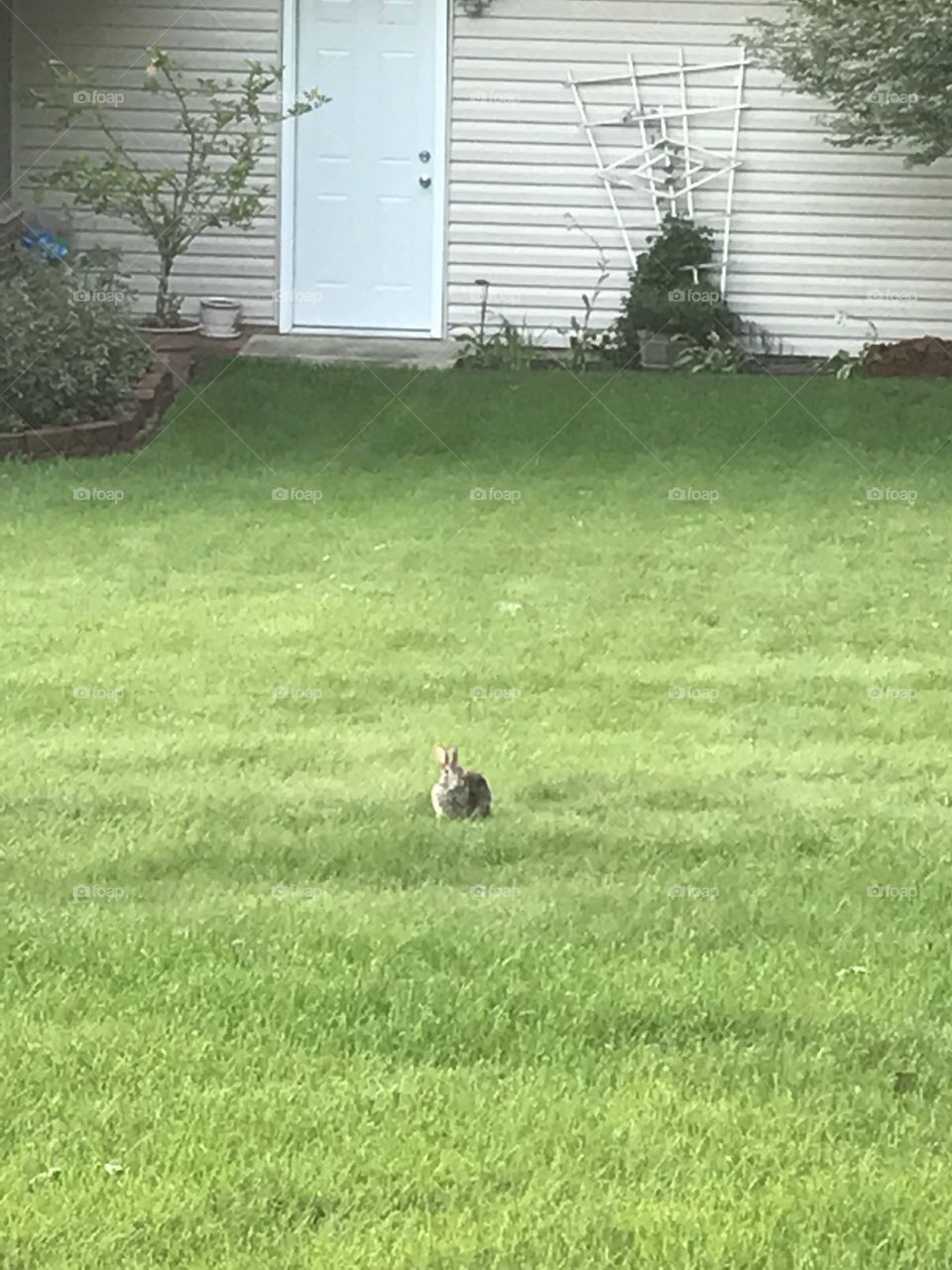 Rabbit seen chilling in my grandmother's backyard.