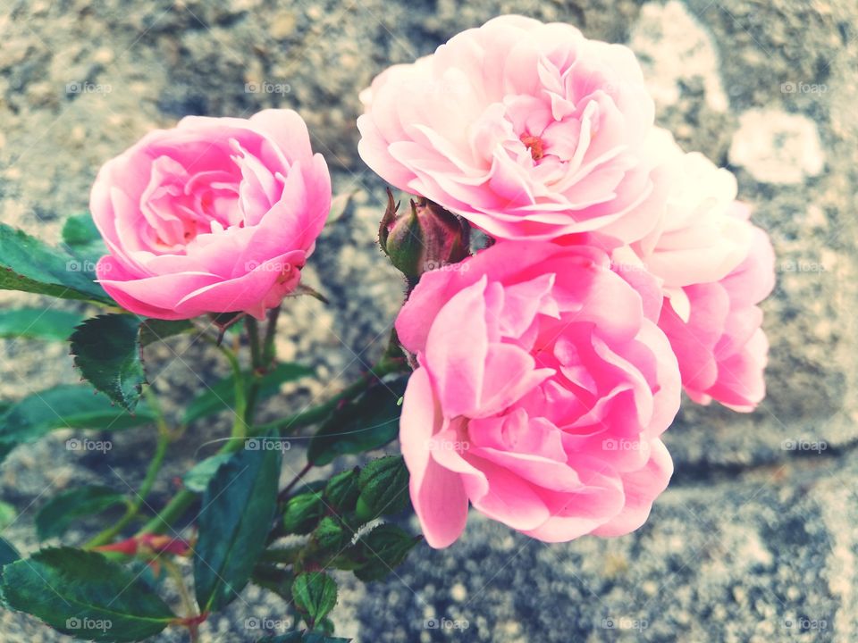 Pink roses