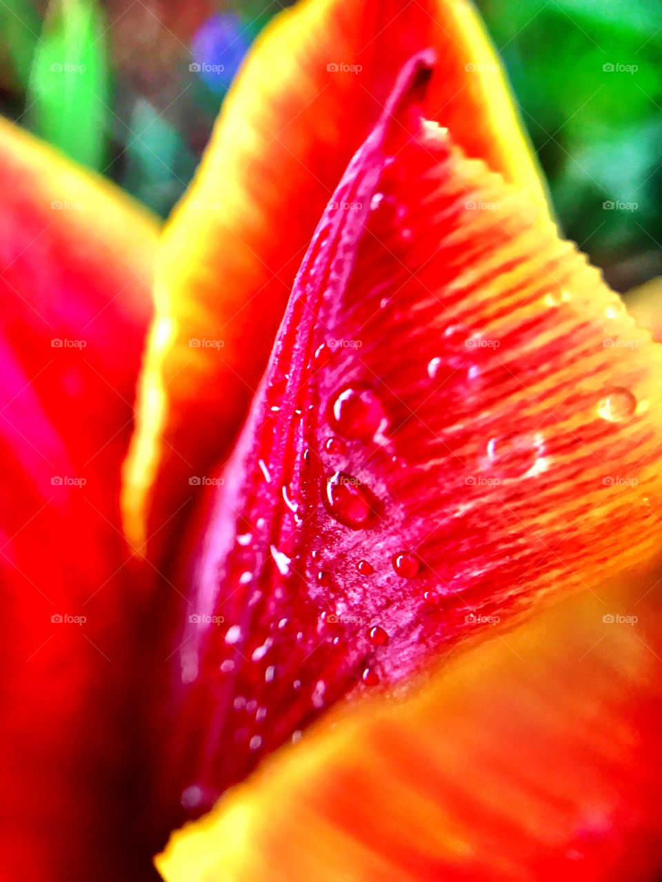 Beautiful close up of a tulip 