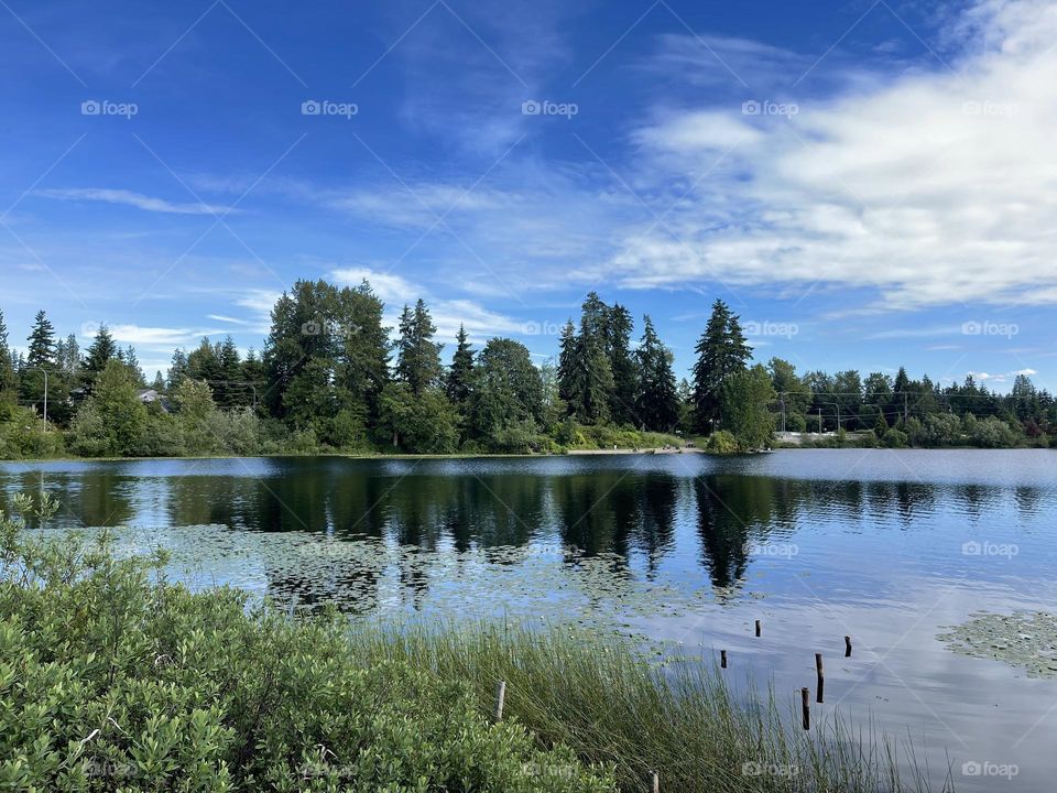 Landscape with lake and trees reflection at summer 