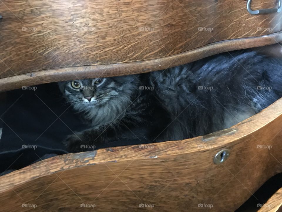 Cat laying in dresser drawer