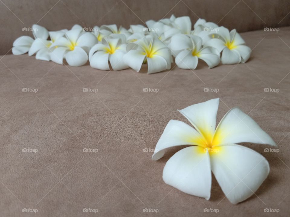 Beautiful Plumeria