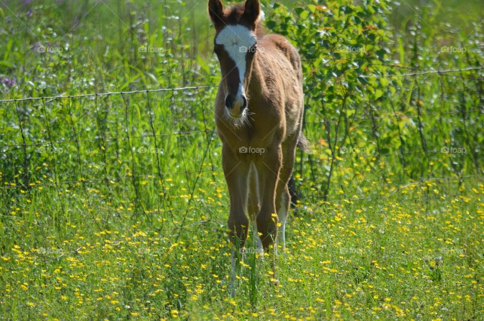 foal