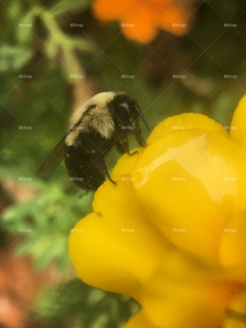 Bee eating honey