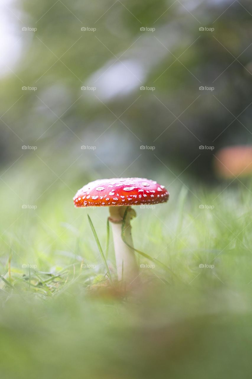 A low shallow depth of field portrait of a fly agaric mushroom standing in between a green blur of grass.