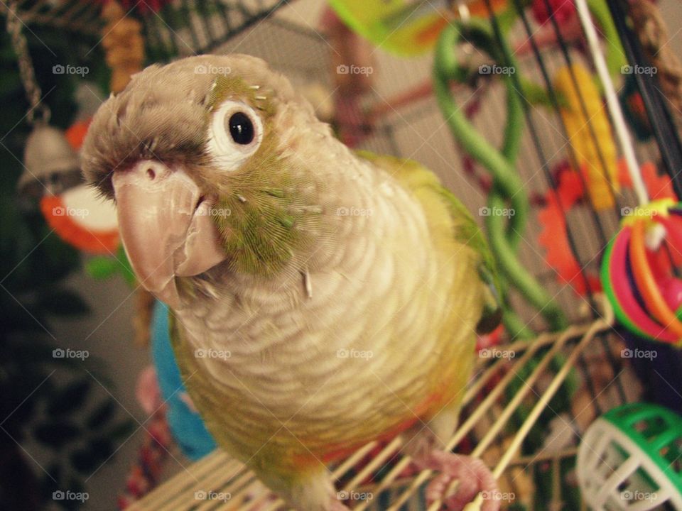 Snuggles the Bird