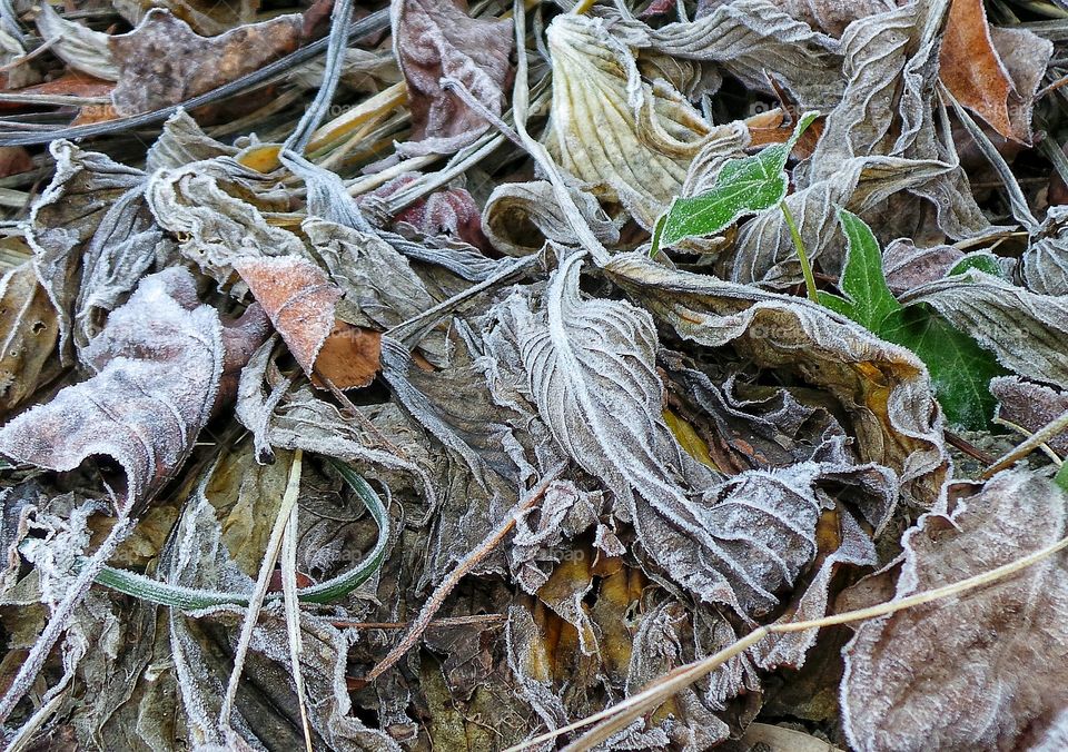 Full frame of frost leaves