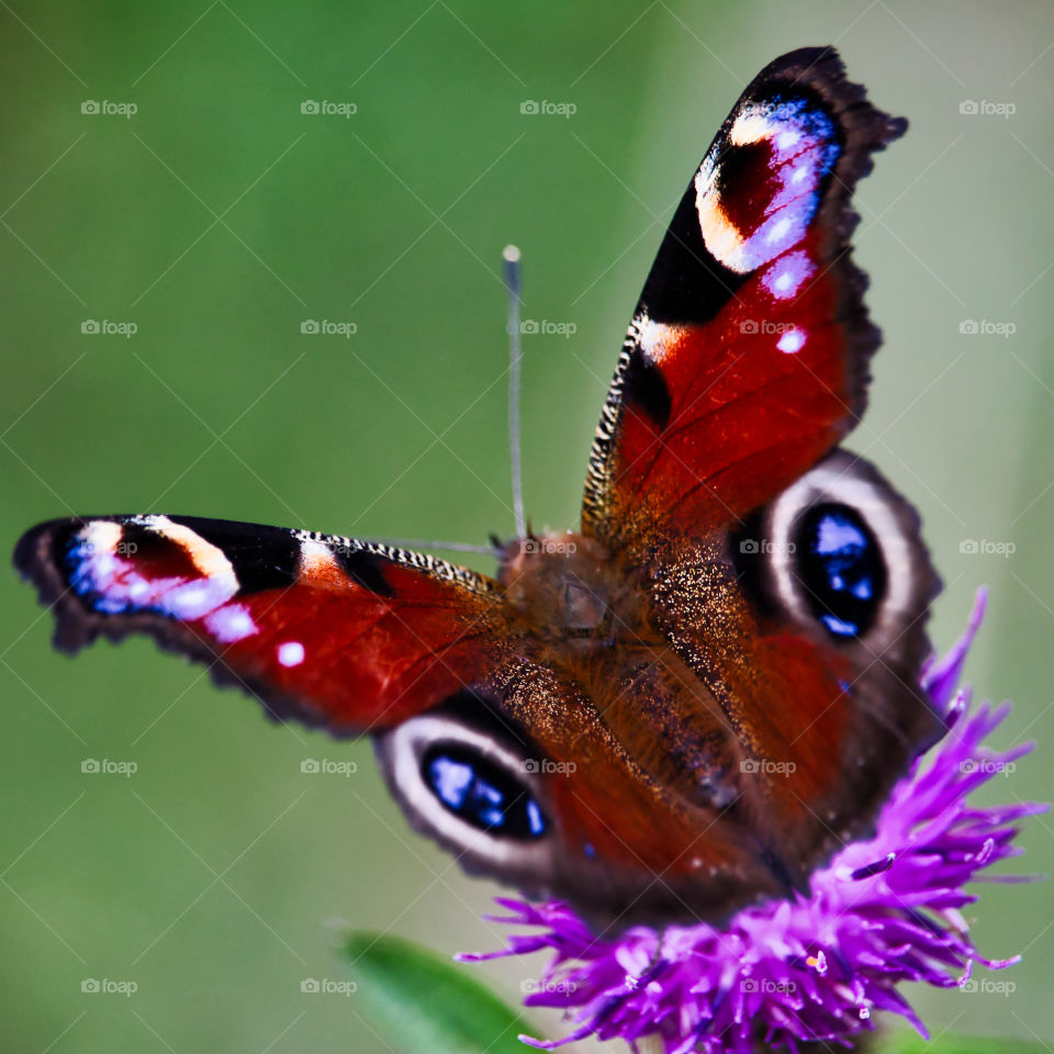 Peacock butterfly close up