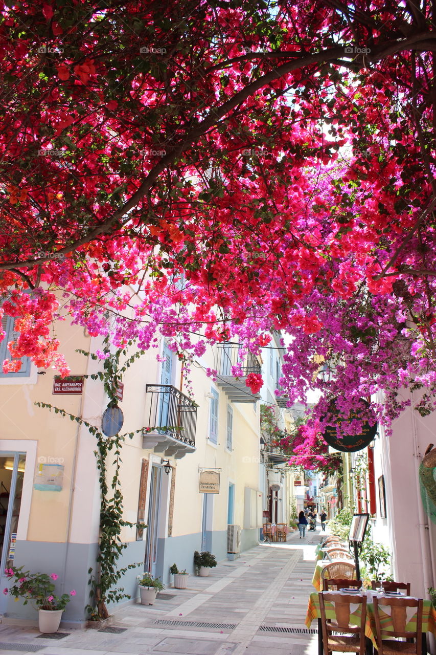 bougainvillea madness