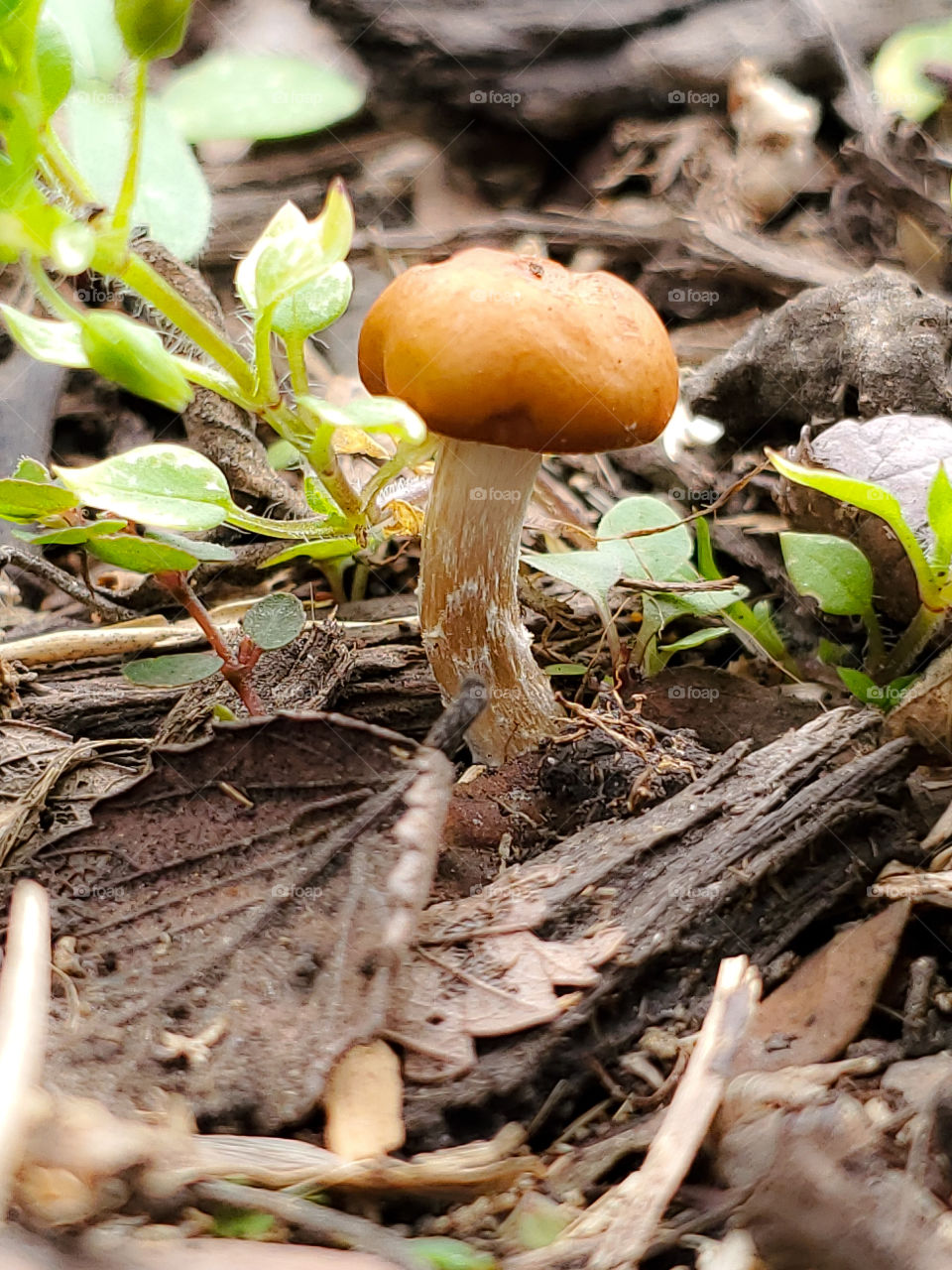 Tiny mushroom in wood mulch