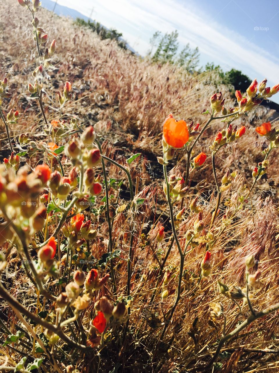 Desert Beauty 