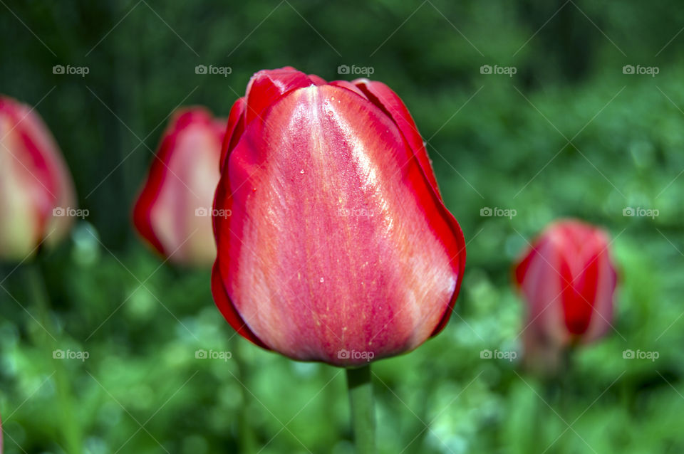 Tulip