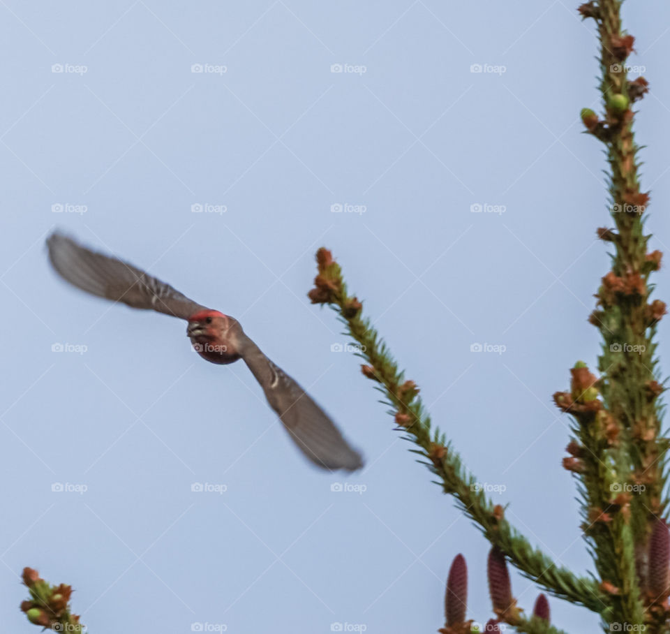 cardinal in flight