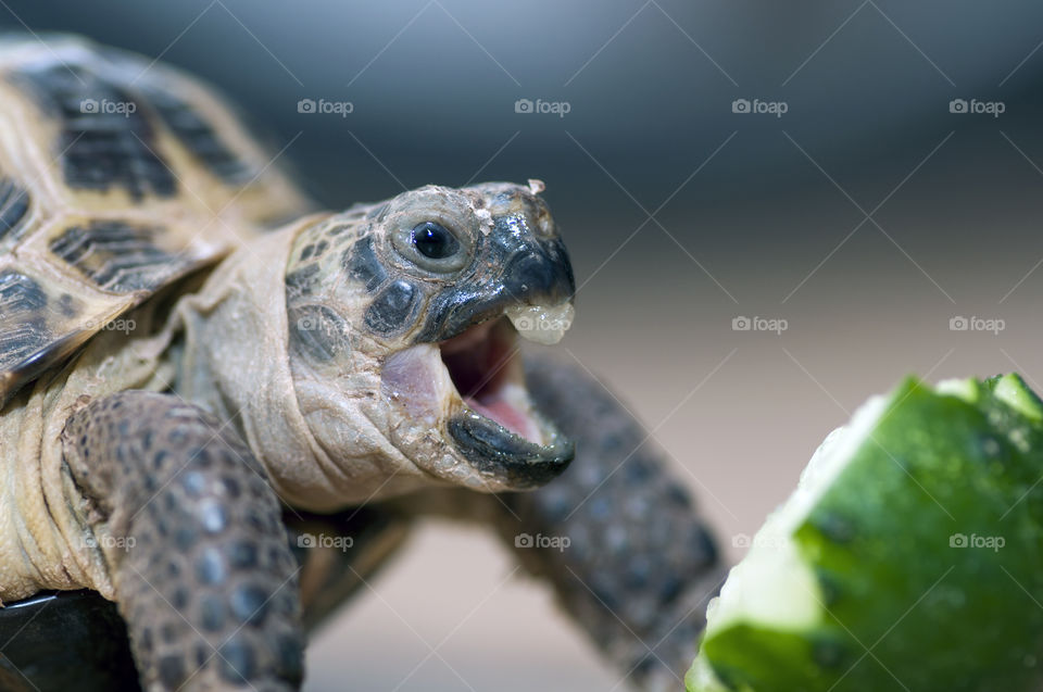 turtle. turtle eating cucumber