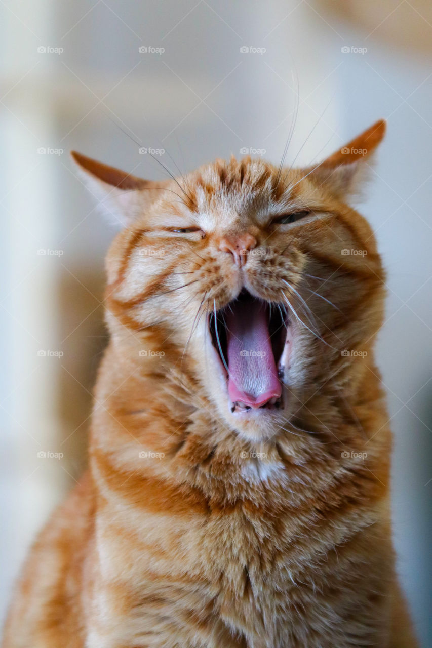 this is my cat nero.  he is ten years old.  i love this color and the stripes