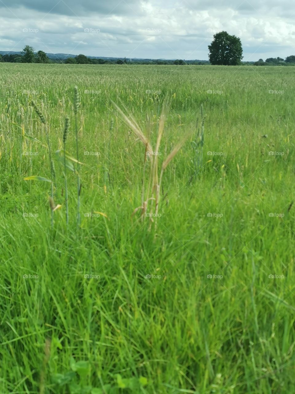 Barley in wheat field
