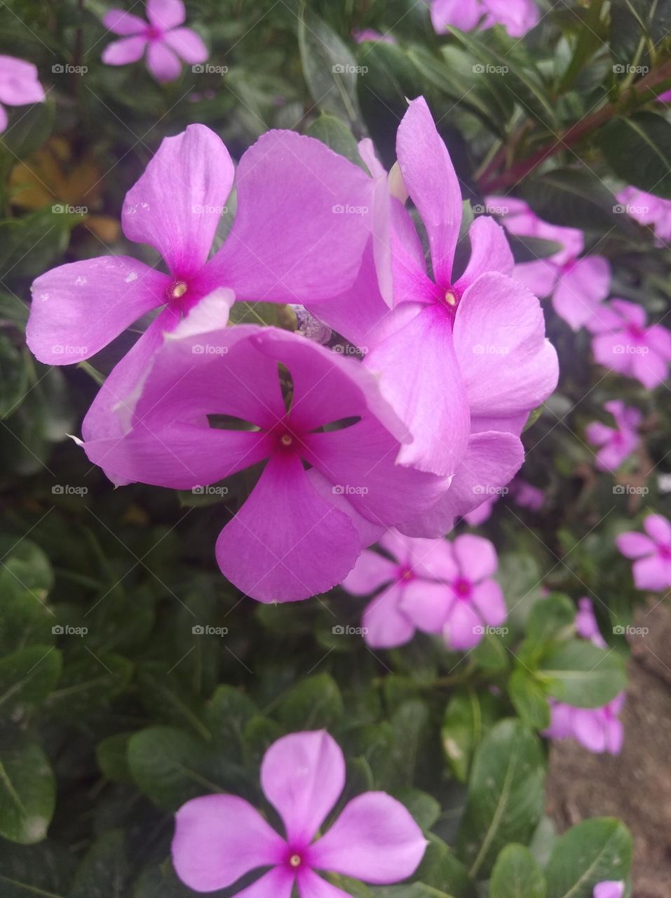 periwinkle pink flower seasonal fresh shurb small size looks very beautiful generally found everywhere seasonal fresh