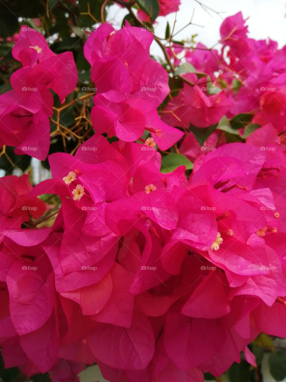 Fresh pink flowers